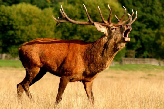 reindeer, deer, brown, animal, antlers, nature, buck, deer hunting, forest, fawn, habitat, horns, majestic, rut, stag, bellow, roar, reindeer, reindeer, reindeer, reindeer, reindeer, deer, deer, deer, buck, stag, stag