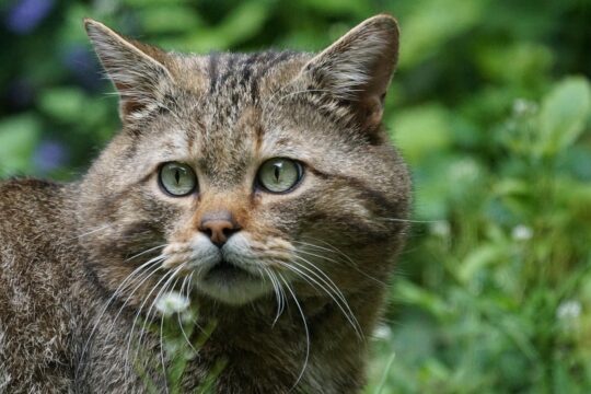 wildcat, forest cat, predator, european, protected, felis silvestris, felis silvestris, felis silvestris, felis silvestris, felis silvestris, felis silvestris