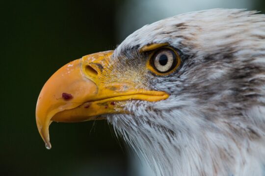 bald eagle, haliaeetus leucocephalus, close up, macro, eagle head, beak, eagle eye, adler, raptor, bird of prey, bird, feathers, ave, avian, ornithology, bird watching, animal world, nature, bill, white tailed eagle, coat of arms bird, falconry, bald eagle, bald eagle, macro, beak, beak, eagle eye, eagle eye, eagle eye, eagle eye, eagle eye, adler, bird, bird
