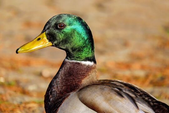 duck, mallard, bird, anas platyrhynchos, bill, animal, male, attention, shimmer, nature, duck, duck, duck, duck, duck