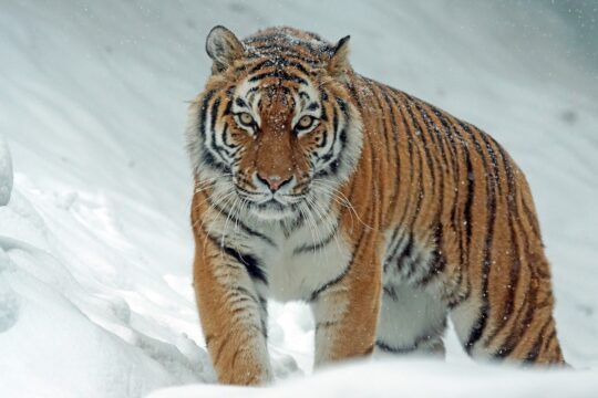 tiger, siberian tiger, snow, nature, predator, carnivore, winter, tiger, tiger, tiger, tiger, tiger