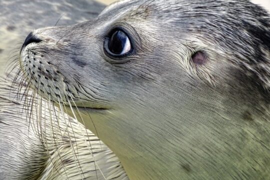 seal, robbe, mammal, nature, aquatic animal, animal, water, swim, predator, beach, sea, eyes, seal, seal, seal, seal, seal