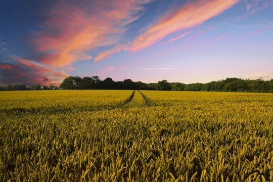countryside, harvest, agriculture, farm, nature, field, summer, landscape, rural, country, farming, crops, wheat, wheat field, arable, arable land, agriculture, agriculture, agriculture, farm, farm, farm, farm, farm, field, country, farming, farming, wheat, wheat field