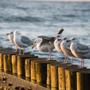 the baltic sea, sea, beach, the coast, sand, water, holiday, summer, west, bird, seagull, head, nature, view, the backlight, sunset, beauty