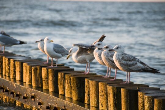 the baltic sea, sea, beach, the coast, sand, water, holiday, summer, west, bird, seagull, head, nature, view, the backlight, sunset, beauty