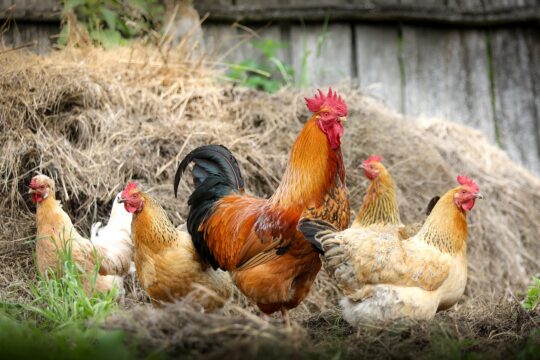chickens, birds, poultry, nature, rooster, hen, animals, feathers, plumage, farm, village