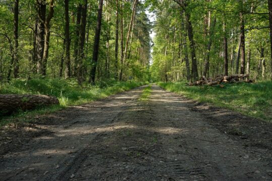 forest, wilderness, way, sandy road, forest road, trees, trunk, sloping trees, green, the forest niepołomicka, poland, spring, summer, nature, landscape