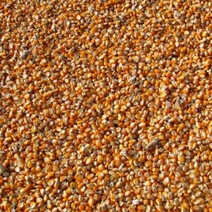corn, kernels, food, maize, grains, seeds, harvest, produce, agriculture, corn, corn, corn, corn, corn, maize, grains, seeds, seeds