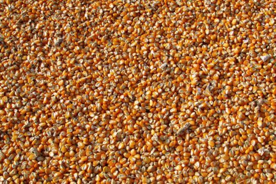 corn, kernels, food, maize, grains, seeds, harvest, produce, agriculture, corn, corn, corn, corn, corn, maize, grains, seeds, seeds
