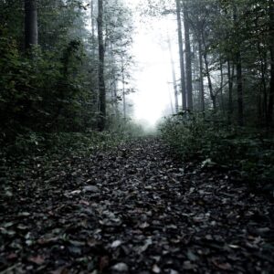 forrest, dark, moody, fog, foggy, forrest, forrest, forrest, forrest, forrest
