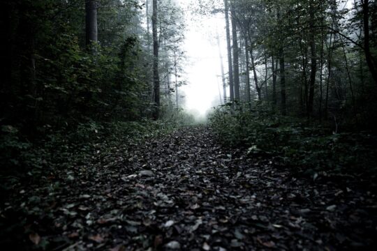 forrest, dark, moody, fog, foggy, forrest, forrest, forrest, forrest, forrest