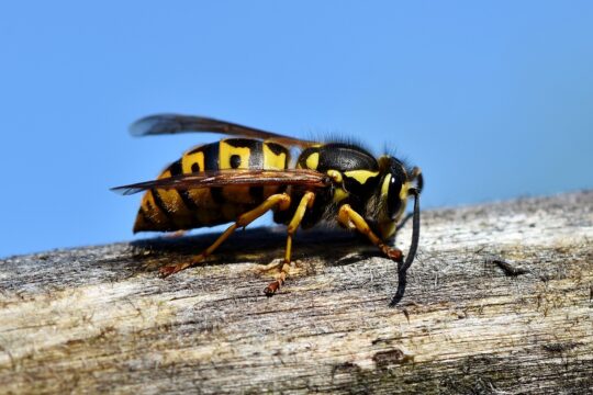 hornet, insect, wasp, sting, animal, macro, prickly, close up, wing, nature, garden, hornet, wasp, wasp, wasp, wasp, wasp