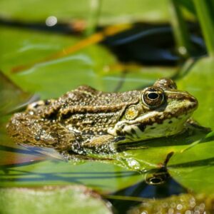 frog, animal, tree frog, pond, water, croaking, nature, amphibian, swim, vertebrate, animal photography, frog, frog, frog, frog, frog