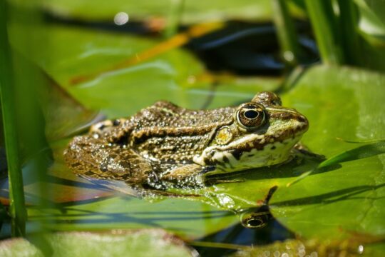 frog, animal, tree frog, pond, water, croaking, nature, amphibian, swim, vertebrate, animal photography, frog, frog, frog, frog, frog