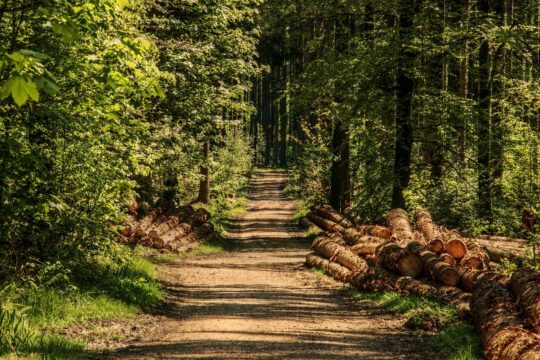 trees, forest, forest path, sunlight, wood, summer, nature, green, tree trunks, nature recording, mood, the shade, conifers, mixed forest, naturally, lighting mood, to shine through, the atmosphere, promenade, forest, forest, forest, wood, wood, wood, wood, wood