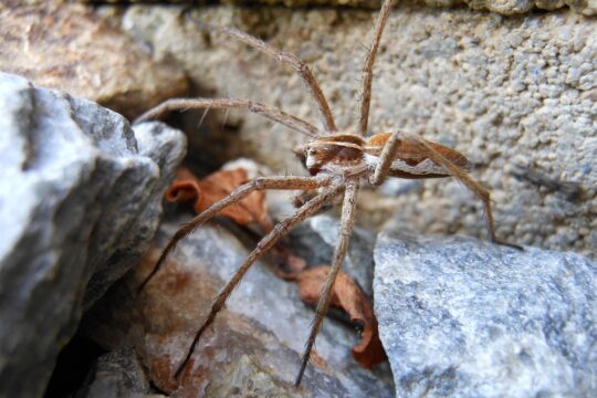 spider, macro, detail, hunter hunter, pisaura mirabilis, spring, nature