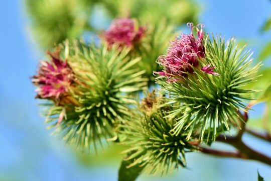 great burdock, burdock, arctium lappa, prickly, plant, bush, exotic, flora, nature, burdock, burdock, burdock, burdock, burdock