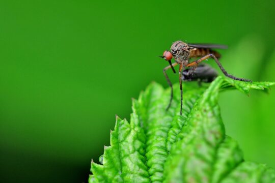 insect, mosquito, close up, nature, meadow, mosquito, mosquito, mosquito, mosquito, mosquito