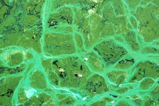 cyanobacteria, cyanophyta algae, blue-green algae, water, freshwater, lakes, photosynthetic bacteria, oxygen photosynthesis, toxic, fresh and salt water, cyanobacteria, cyanobacteria, cyanobacteria, cyanobacteria, cyanobacteria