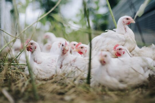 chickens, birds, poultry, hens, animals, livestock, agriculture, chicks, domestic, nature, chickens, chickens, poultry, poultry, poultry, poultry, poultry