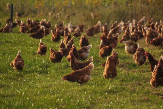chicken, farm yard, poultry, poultry, poultry, poultry, poultry, poultry