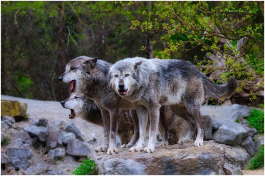wolves, pack, wolf, timber wolves, gray, fur, view, watch, zoo, attentive, howl, hunter, dog-like, wolves, wolves, wolves, wolves, wolves, wolf