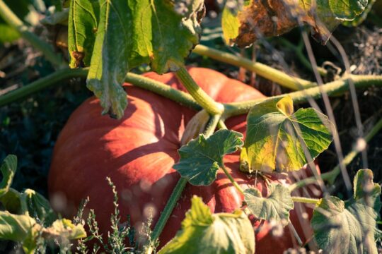 orange pumpkin on green grass