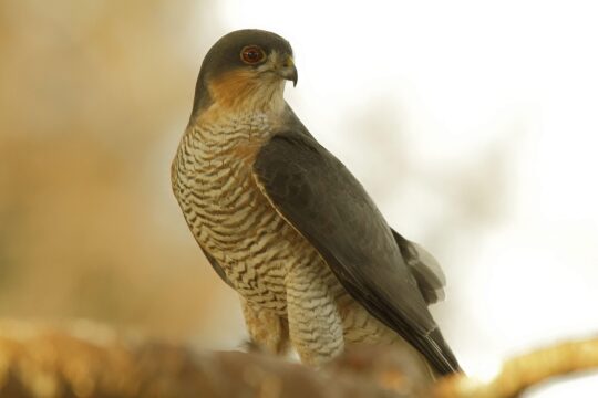 goshawk, accipiter, bird, predatory, goshawk, goshawk, goshawk, nature, goshawk, goshawk