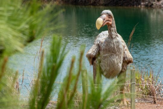 dodo, gondava, park, dinosaurs, boyaca, colombia, tourism, boyacá, historically, moutains, landscape, hiking, nature, forest, mountain, adventure, laguna, dodo, dodo, dodo, dodo, dodo