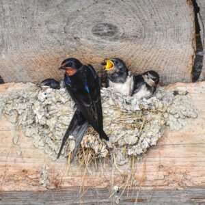 barn swallow, swallow, barn swallows, house swallow, fork schwalbe, migratory bird, swallow's nest, young swallows, young swallow, feeding, barn swallow, barn swallow, barn swallow, barn swallow, barn swallow, swallow, swallow, swallow, swallow