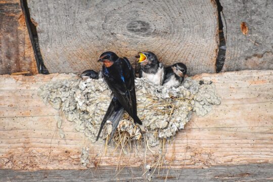 barn swallow, swallow, barn swallows, house swallow, fork schwalbe, migratory bird, swallow's nest, young swallows, young swallow, feeding, barn swallow, barn swallow, barn swallow, barn swallow, barn swallow, swallow, swallow, swallow, swallow