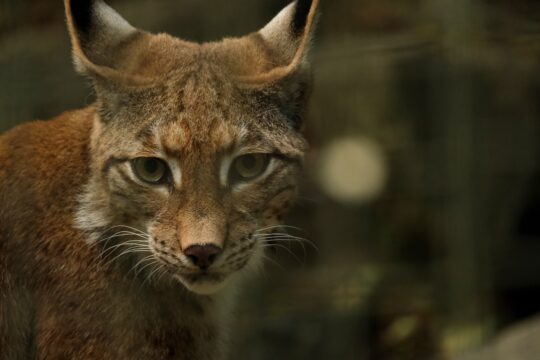 lynx, animal, predator, european lynx, wildcat, nature, carnivores, head, zoo, family cats, dangerous, lynx, lynx, lynx, lynx, lynx, wildcat