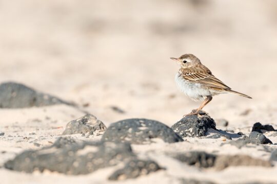 pipit, bird, animal, small bird, passerine bird, fauna, rocks, outdoor, canary islands, fuerteventura, spain, nature, closeup, pipit, bird, small bird, small bird, rocks, canary islands, fuerteventura, spain, spain, spain, spain, spain