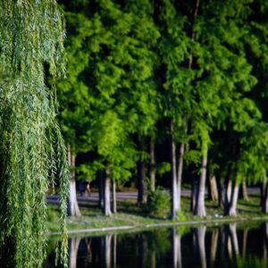 trees, nature, park, outdoors, lake, forest, trees, trees, nature, nature, park, park, park, park, park, forest, forest, forest