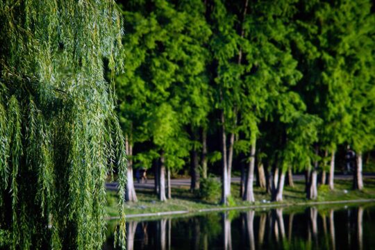 trees, nature, park, outdoors, lake, forest, trees, trees, nature, nature, park, park, park, park, park, forest, forest, forest