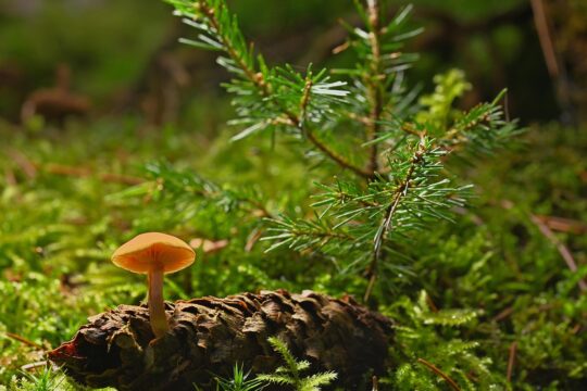 mushroom, pinecone, symbiosis, plant, moss, fungal science, forest, wild, nature, symbiosis, symbiosis, symbiosis, symbiosis, symbiosis
