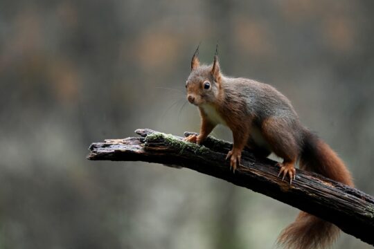red squirrel, squirrel, animal, rodent, mammal, wildlife, nature, fall, autumn, branch, red squirrel, squirrel, squirrel, squirrel, squirrel, squirrel, animal