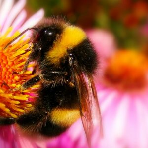 a close up of a bee on a flower
