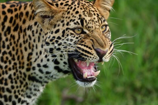 leopard, wildlife, masai mara, animal, africa, mammal, panthera pardus, nature, leopard, leopard, leopard, leopard, leopard