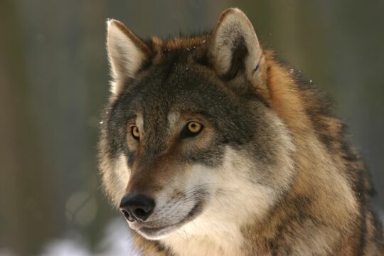 wolf, canis lupus, mammal, european wolf, canine, animal, wilderness, wild animal, wildlife, nature, animal world, wildlife photography, close up, portrait, wolf, wolf, wolf, wolf, wolf