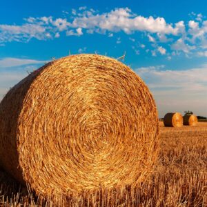hay bales, round, farm, straw bales, straw, hay, field, harvest, summer, agriculture, rural, farm, farm, farm, farm, farm, straw, hay, hay, hay, hay, agriculture, nature, agriculture, agriculture