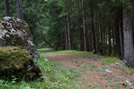 forest, trees, pine forest, conifers, trail, path, undergrowth, moss, nature, environment, landscape, green, silence, pine forest, pine forest, pine forest, pine forest, pine forest, landscape