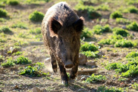 Close-up of a wild boar walking through a sunlit field surrounded by greenery.