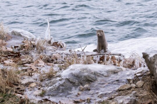 mink, animal, lake, nature, winter, ocean, wildlife, mink, mink, mink, mink, mink, winter