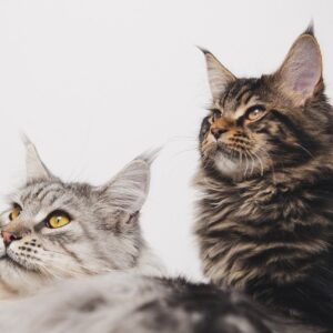 maine coon, cats, tabby, pets, animals, domestic cats, kitten, feline, mammal, fluffy, cute, portrait, maine coon, maine coon, maine coon, maine coon, maine coon, cats, nature, cats, kitten