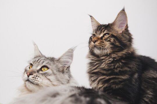 maine coon, cats, tabby, pets, animals, domestic cats, kitten, feline, mammal, fluffy, cute, portrait, maine coon, maine coon, maine coon, maine coon, maine coon, cats, nature, cats, kitten