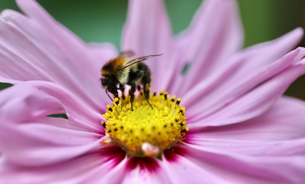 bumblebee, cosmea, field bumblebee, insect, pollination, cosmos flower, jewelry basket, pollen, stamens, nature, close up, pollinate, bumblebee, bumblebee, bumblebee, bumblebee, bumblebee, pollination