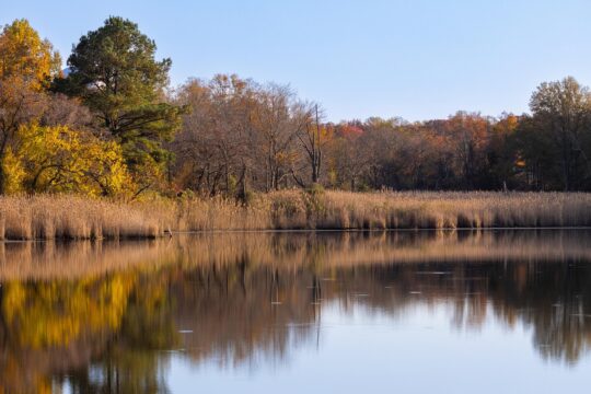 pond, reflection, forest, nature, autumn, tree, water, pond, pond, pond, reflection, reflection, reflection, reflection, reflection, nature