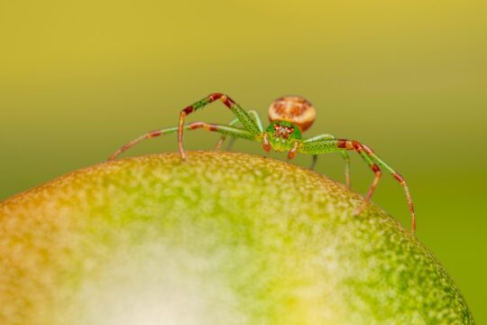 spider, arachnid, green crab spider, vibrant color, herb, leaf, nature, beauty, close-up, green, spider, spider, spider, spider, spider