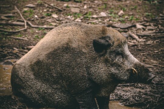 black wild boar on brown soil